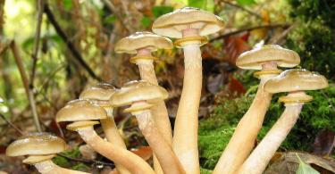 Дружные и полезные опята: распространенный представитель пластинчатых грибов