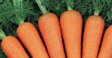 Πώς να αποθηκεύσετε τα καρότα για το χειμώνα Αν αφήσετε τα καρότα στον κήπο για το χειμώνα