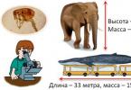 Bioloogia lütseumis Loomade struktuur ja mitmekesisus, kirjeldage oma lemmiklooma
