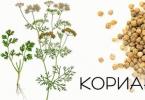 Koriander: otthon és szabadföldön termesztik