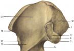 Structura umană.  Oasele membrului inferior.  Anatomia structurii scheletice a piciorului uman Localizarea membrelor