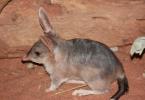 Species: Macrotis leucura = Lesser rabbit bandicoot Why is it listed in the Red Book