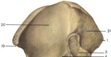 Structura umană.  Oasele membrului inferior.  Anatomia structurii scheletice a piciorului uman Localizarea membrelor