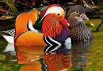 Mandarin kacsa: a szerelem szimbóluma a Feng Shui szerint