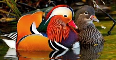 Mandarin ducks: a symbol of love according to Feng Shui