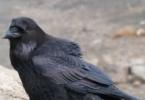 Why do you dream of a raven pecking - interpretation of sleep from dream books