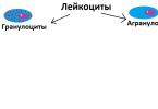 Како изгледаат леукоцитите под микроскоп?