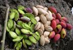 Propiedades útiles de los pistachos para los humanos Calorías de los pistachos por cada 100 gramos