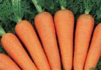 Cómo guardar zanahorias para el invierno Si dejas zanahorias en el jardín para el invierno.