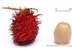 Rambutan: fotó és leírás, a gyümölcs hasznos tulajdonságai Mi a rambutan