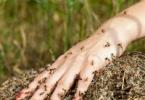 К чему снятся муравьи: толкование по старинным и современным сонникам