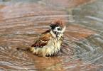 Signs about sparrows swimming in a puddle Why do sparrows bathe in puddles