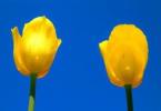 Pse ëndërroni tulipanë me shumë ngjyra në një libër ëndrrash