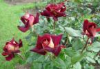 Оксамитова розкіш - все про троянду Едді Мітчелл Стійкість до сонця